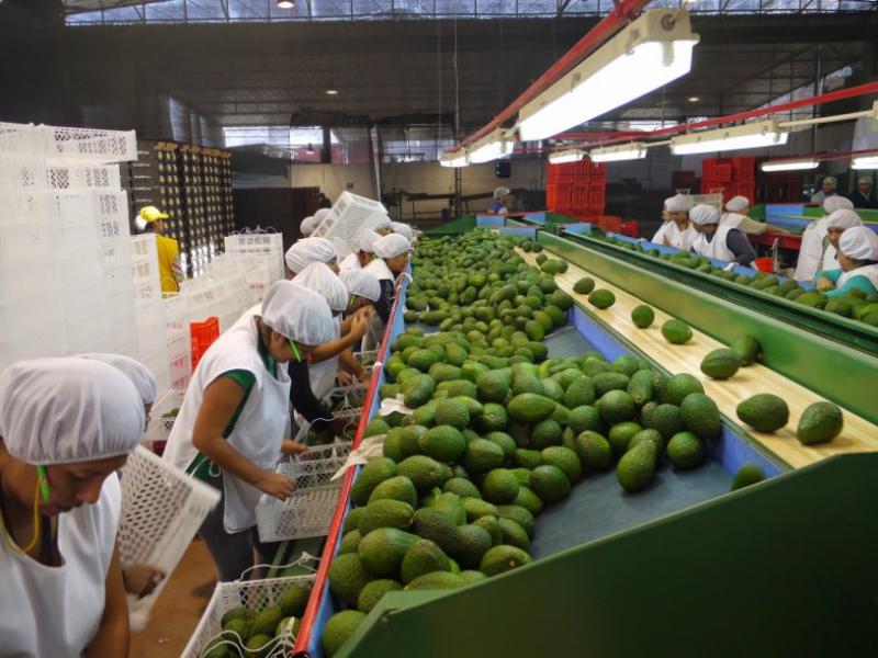 ACCESO DE PALTA A CHINA GENERARÁ MAYOR PRODUCCIÓN Y EMPLEO