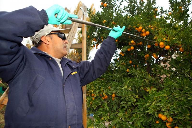 Acciones de control y erradicación de mosca de la fruta evitaron pérdidas por más de S/ 180 millones