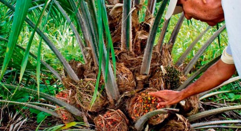 Aceite de palma peruana hacia un acuerdo libre de deforestación