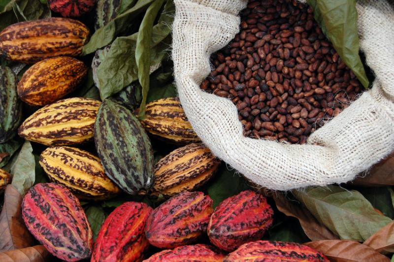 Acopagro proyecta exportar 5.000 toneladas de cacao este año