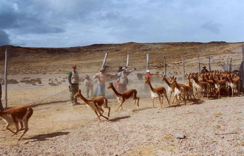 ACTIVARÁN 60 COMITÉS COMUNALES DE MANEJO DE VICUÑA EN SIERRA DE LIMA