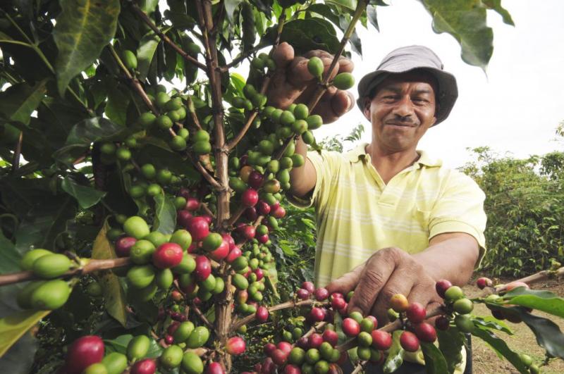 Actualmente casi el 35% de los productores de café en nuestro país son pobres