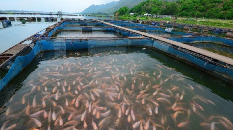 Acuicultura en Perú crecería más de 20% en 2019 por régimen dictado por el Ejecutivo