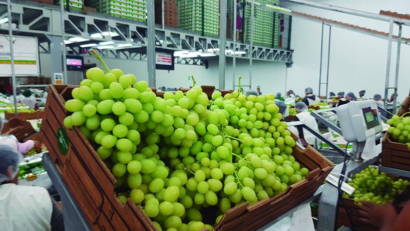 ADEX: Agroexportaciones no tradicionales de Perú a México crecieron en valor 11.6% de enero a noviembre del 2020