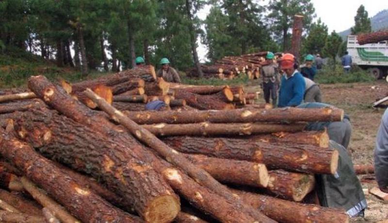 ADEX: Industrialización de madera ayudará a erradicar la tala ilegal