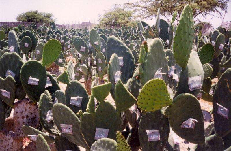 ADEX Y PROMPERÚ: COLORANTES NATURALES PERUANOS NO SON DAÑINOS PARA LA SALUD