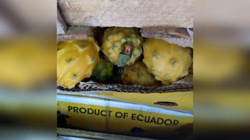 Aduanas incauta importante cargamento de pitahaya procedente de Ecuador