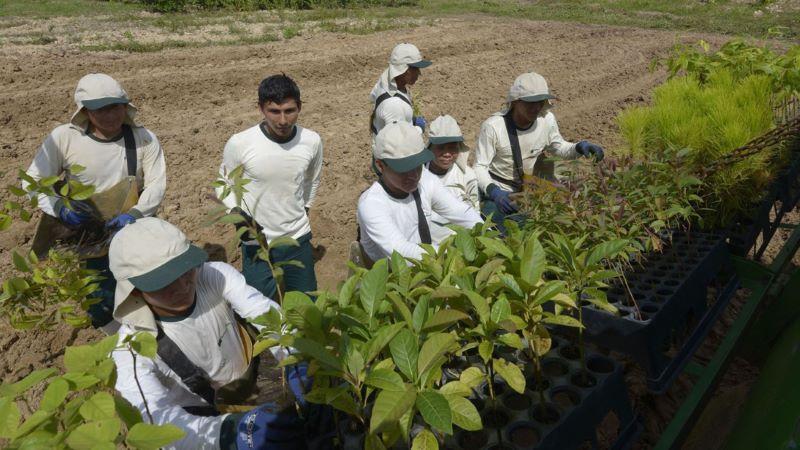 AGAP: Campaña de desinformación busca generar caos en el sector agrario