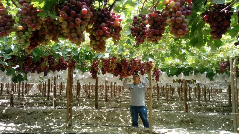 Agosto: exportaciones de uva peruana caen un 19%