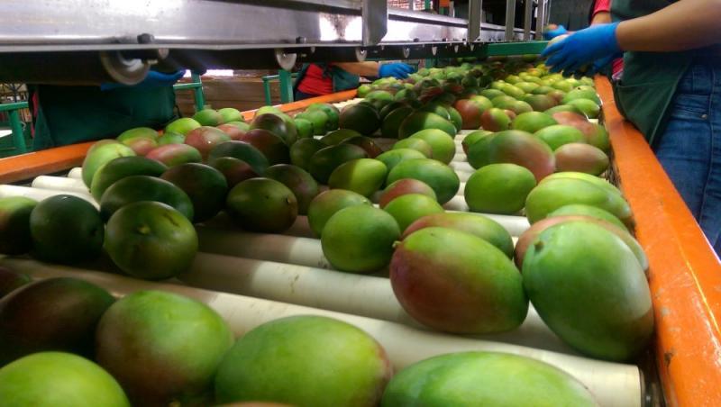 Agraria.pe fue nombrada Embajadora Internacional del Mango para el periodo 2022-2023