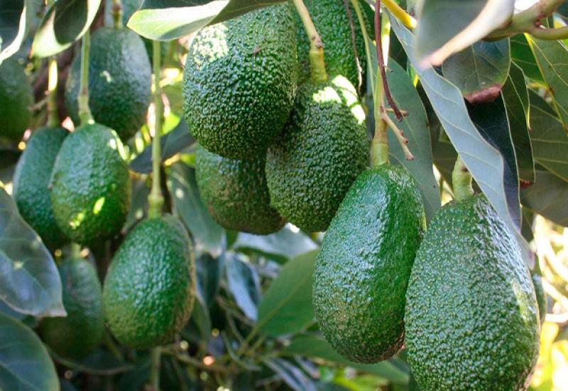 Agrícola Cerro Prieto de Perú y Fruty Green de Colombia se asociaron para exportar paltas a Europa y Estados Unidos