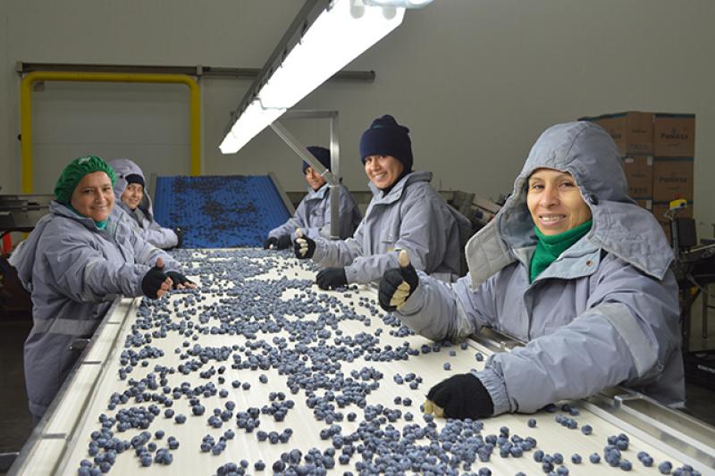 Agrícola Cerro Prieto: en 2018 brindamos oportunidad de trabajo a más de 2 mil mujeres