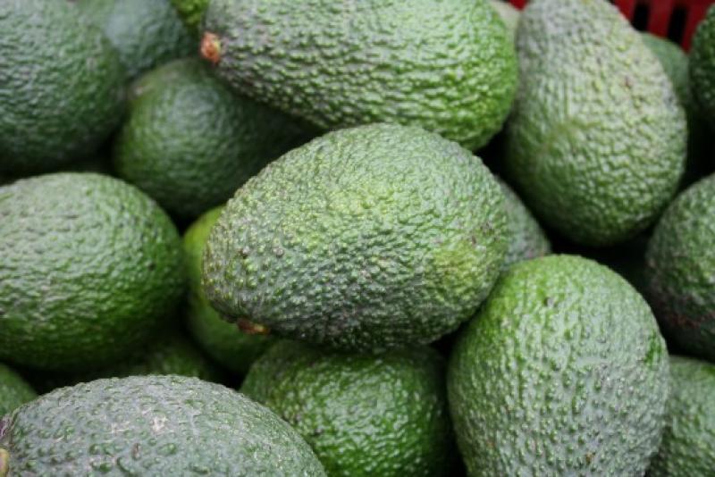 AGRÍCOLA CERRO PRIETO EXPORTÓ 7 MIL TM DE PALTA