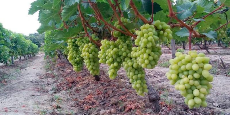 Agrícola Cerro Prieto proyecta exportar 3.500 toneladas de uva de mesa en la campaña 2019/2020