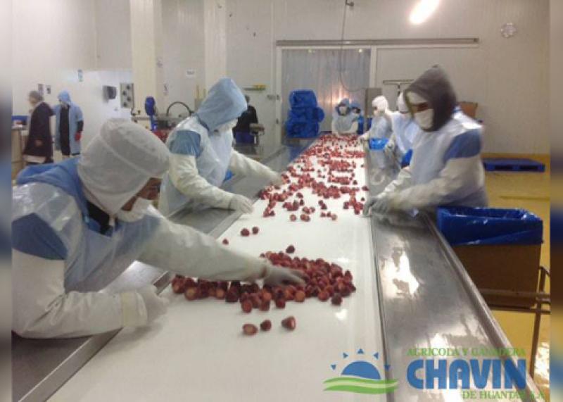 AGRÍCOLA CHAVÍN LANZA OFERTA EN MERCADO ALTERNATIVO DE VALORES 