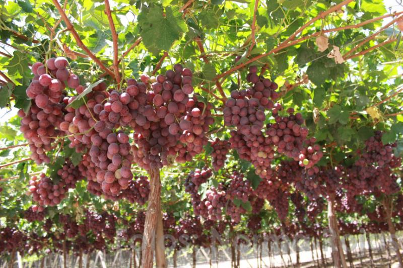 Agrícola Pampa Baja sumará plantas de packing