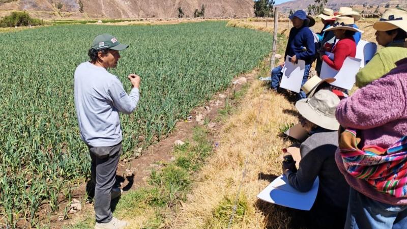 Agricultores de Arequipa adoptan tecnologías para mejorar la calidad del ajo