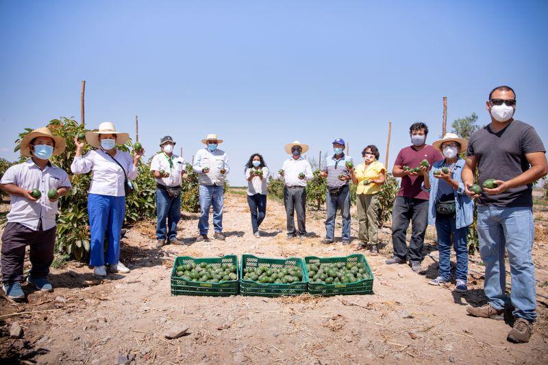 Agricultores de Arequipa quintuplicaron su producción de palta Hass