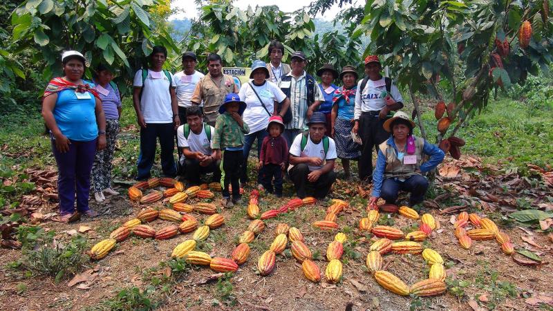 Agricultores de cacao fortalecieron capacidades en cultivo de cacao en Puno