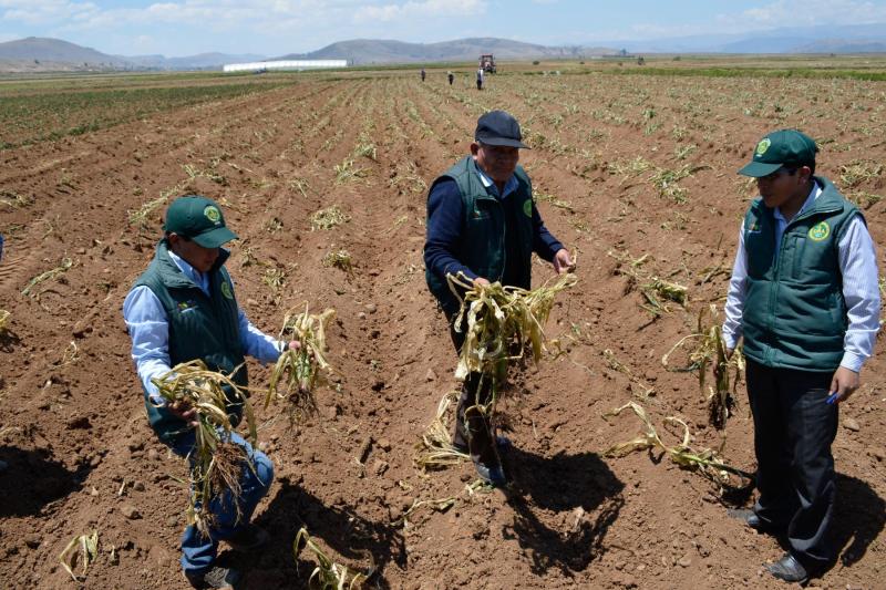 Agricultores de San Martín accederán al Seguro Agrícola Catastrófico