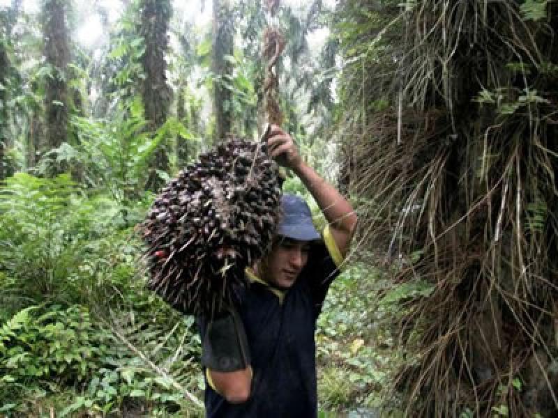 Agricultores de Tocache dejan atrás un panorama incierto y desarrollan una fuerte industria de palma aceitera