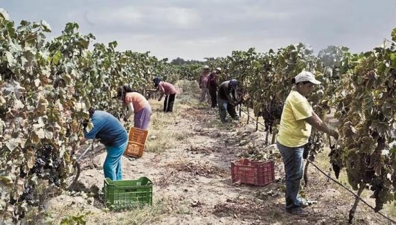 ¿Agricultores peruanos deberán cambiar de cultivos para enfrentar la sequía?