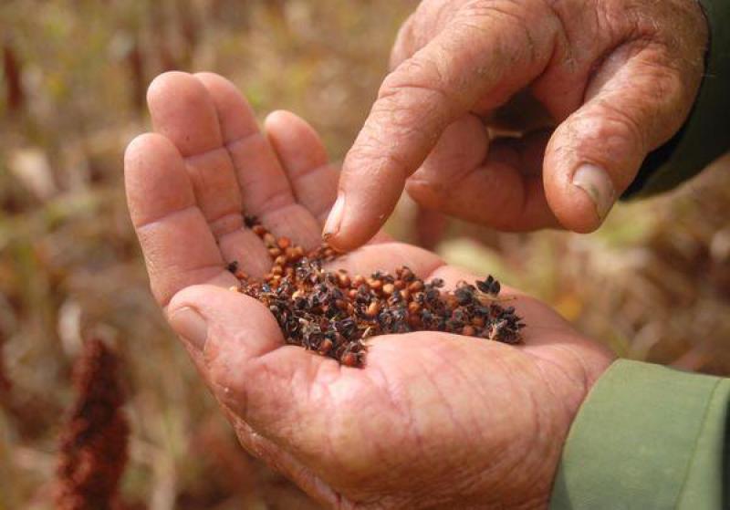 Agricultores requieren de semillas certificadas que les aseguren buen rendimiento de sus cultivos