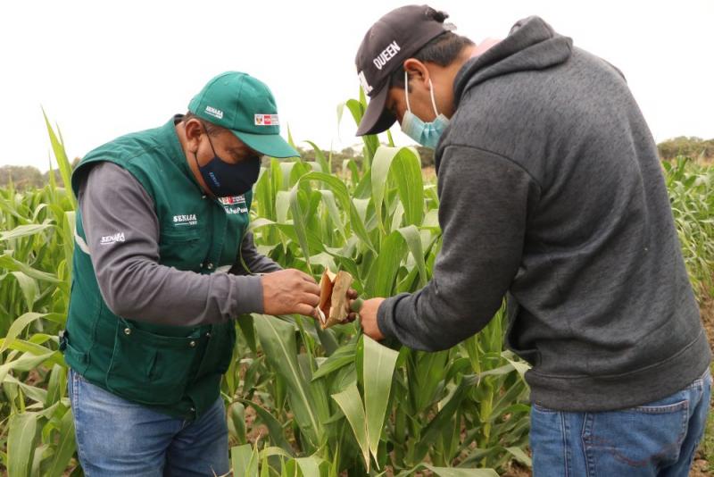 Agricultura familiar de Mórrope afianza técnicas para producir alimentos sanos e inocuos