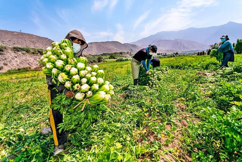 Agricultura: reformas para impulsar el desarrollo