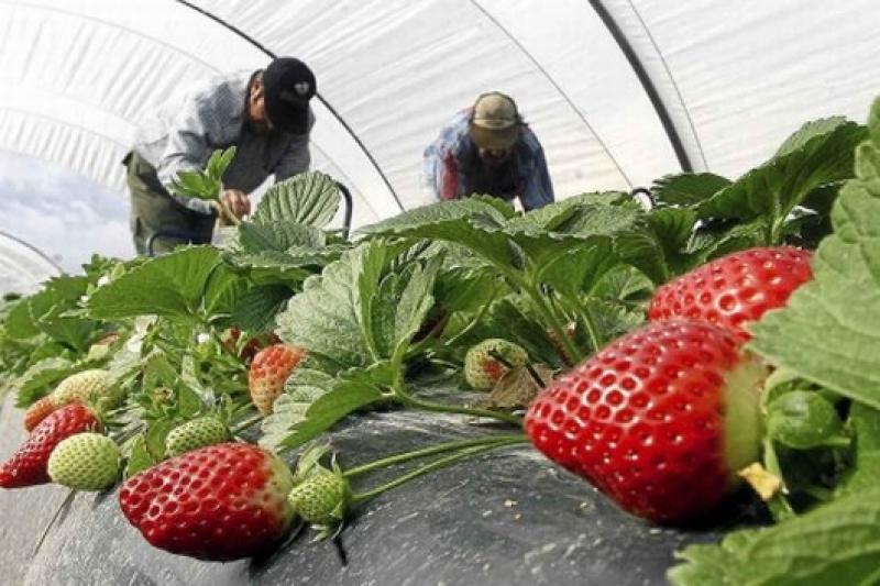 AGRICULTURA, SECTOR QUE REGISTRA LA MÁS ALTA EXPECTATIVA DE EMPLEO