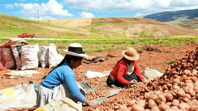 Agro Rural: 15 años de trabajo continuo en apoyo al mediano y pequeño agricultor de las zonas más vulnerables