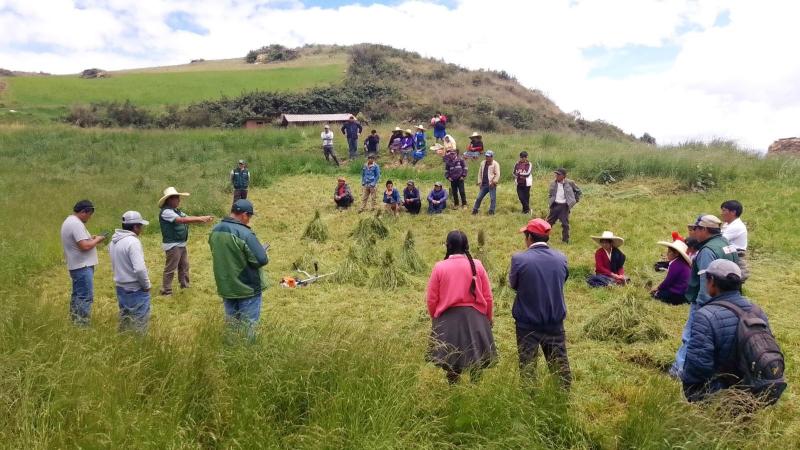 Agro Rural atenderá a 40 mil pequeños y medianos productores gracias a campaña de siembra de pastos y forrajes 2024 – 2025