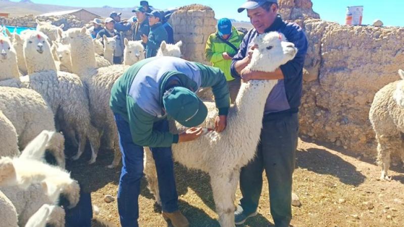 Agro Rural atiende 174.000 cabezas de ganado en zonas altoandinas de Ayacucho