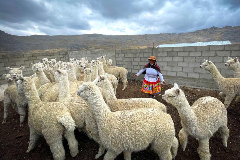 Agro Rural brindó 21,189 asistencias técnicas en 2024 con el objetivo de mejorar la calidad de la producción de la fibra de alpaca