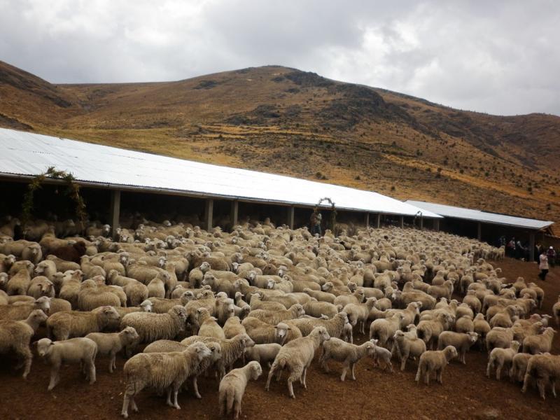 Agro Rural construyó cinco cobertizos en Áncash para la protección de 2.500 ovinos