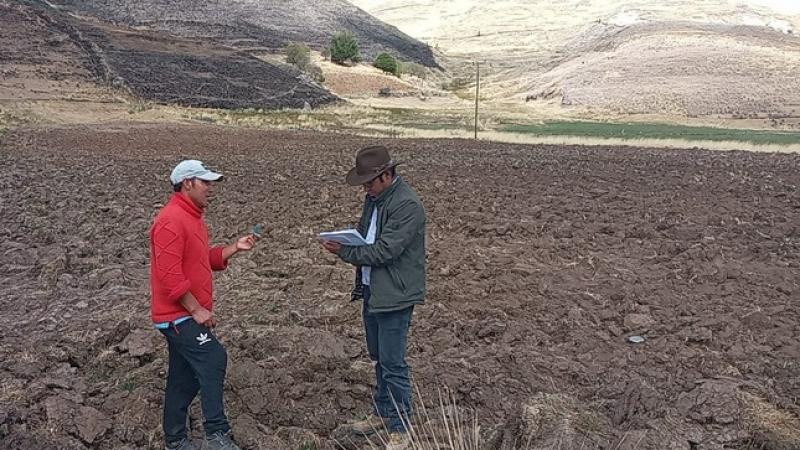Agro Rural entregará 24.000 kilos de semillas de avena forrajera a productores de Cusco