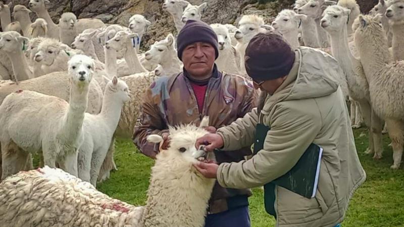 Agro Rural impulsa el mejoramiento genético de alpacas en Junín