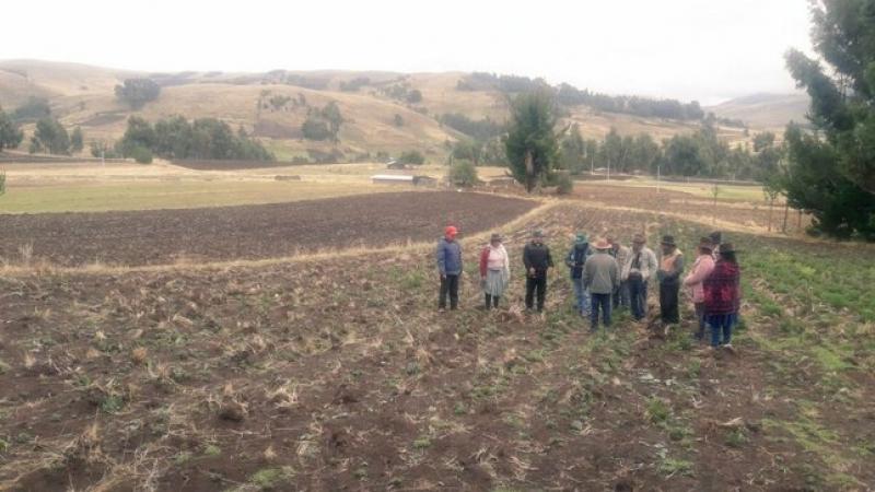 Agro Rural instalará 4.320 hectáreas de pastos cultivados en Ayacucho