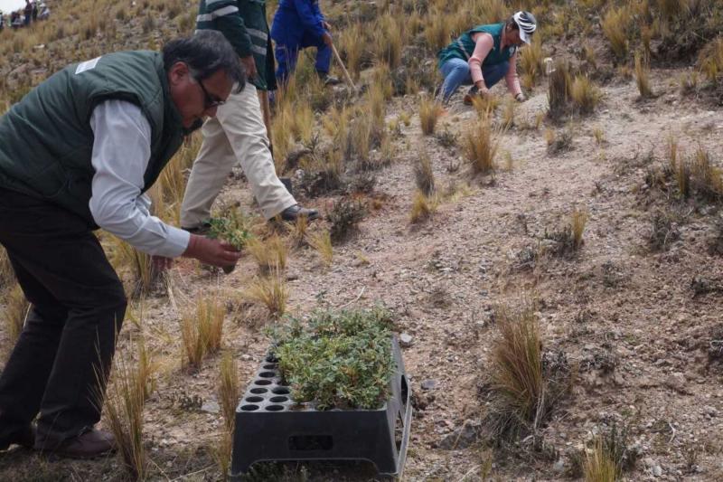 Agro Rural producirá 500 mil plantones forestales para reforestación en Puno este año