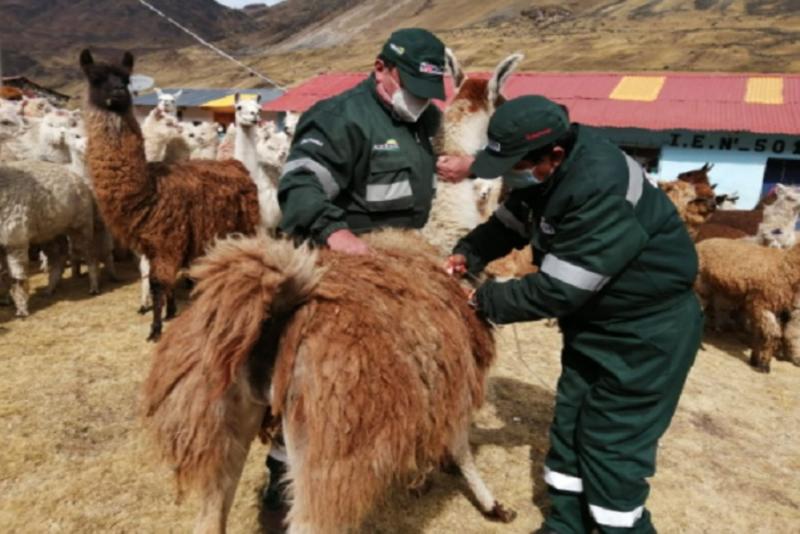Agro Rural protegerá a 1.939.900 cabezas de ovino y alpacas en 13 regiones ante bajas temperaturas