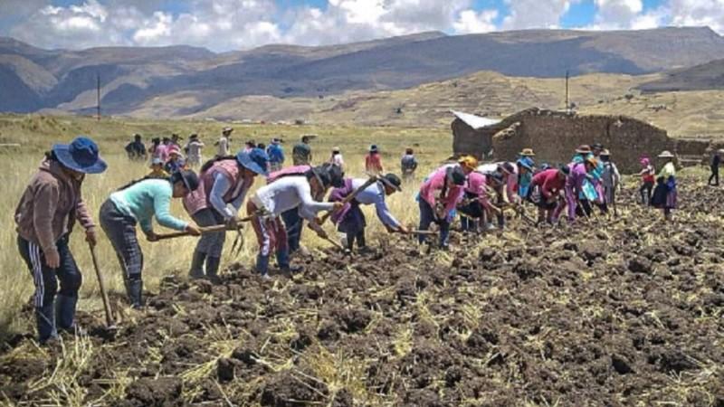 Agro Rural siembra más de 170 toneladas de pastos en Junín