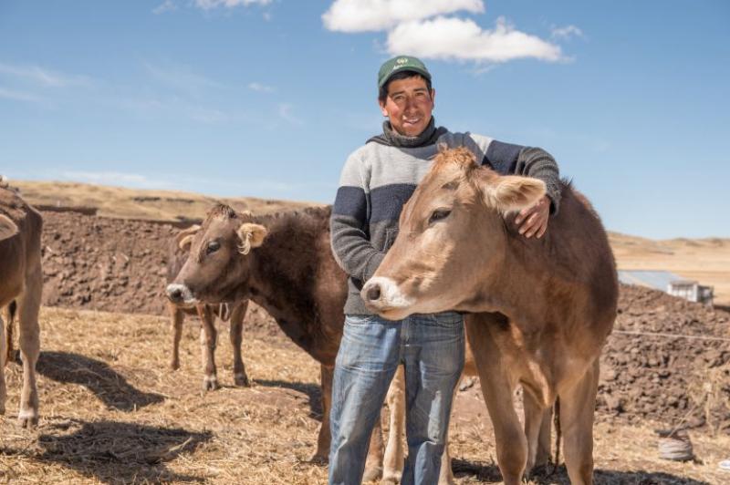 Agrobanco financió más de 41.000 hectáreas de cultivo y la producción de 153.000 cabezas de ganado entre enero y abril
