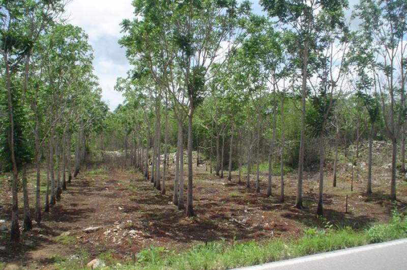 AGROBANCO PROMUEVE CRÉDITOS PARA EL DESARROLLO DE AGROFORESTERÍA ENTRE COMUNIDADES NATIVAS