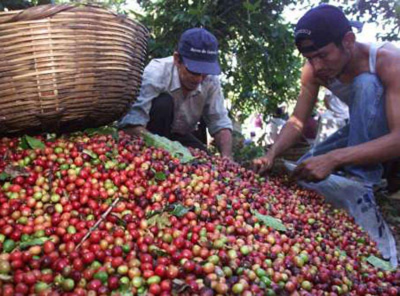 AGROCAFÉ INCREMENTARÍA EXPORTACIONES DE CAFÉ EN 19%