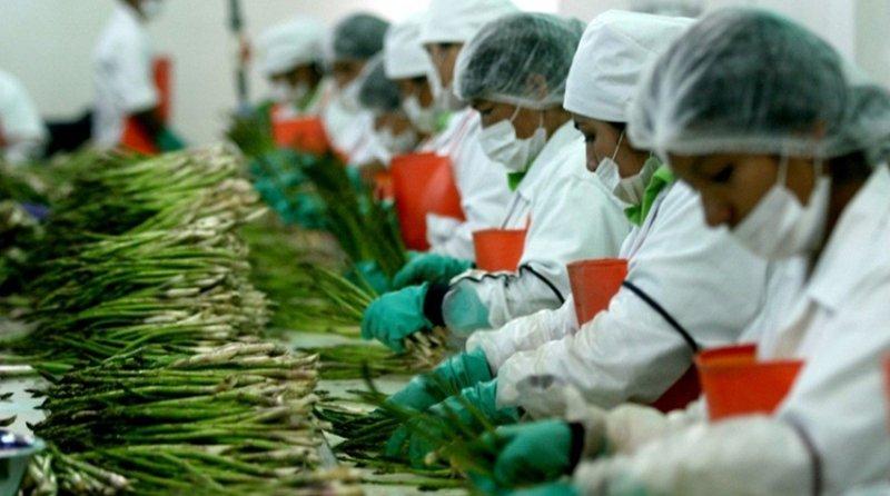 Agroexportación generó el 44.8% del total de puestos laborales creados por las exportaciones peruanas