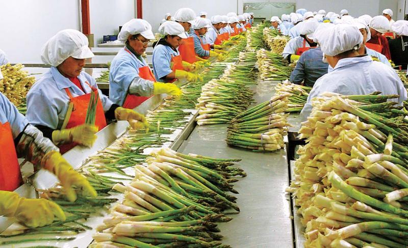 Agroexportación peruana hacia Europa alcanzó los US$ 3,019.6 millones en 2023, mostrando un aumento de +0.06%