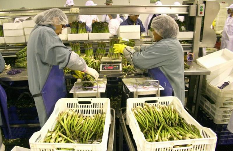 AGROEXPORTACIONES CON VALOR AGREGADO SE INCREMENTARON 7.3% 