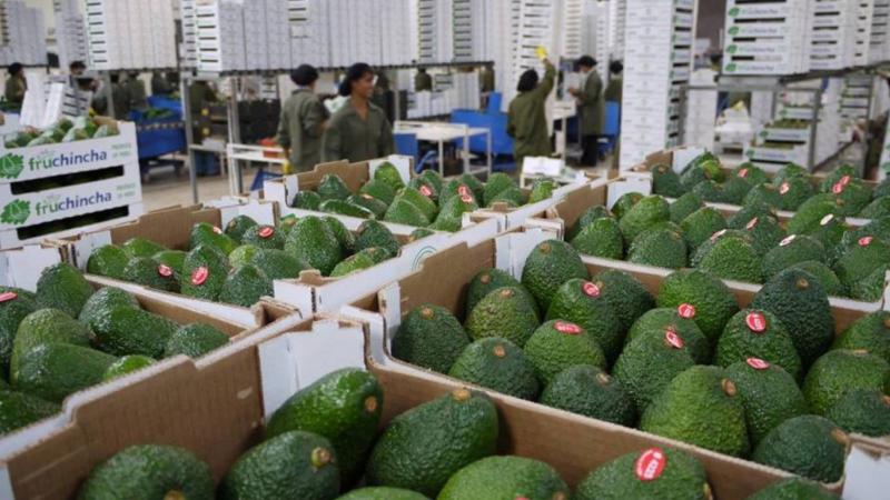 Agroexportaciones concentraron el 10.8% del total de las exportaciones  peruanas a agosto del 2026