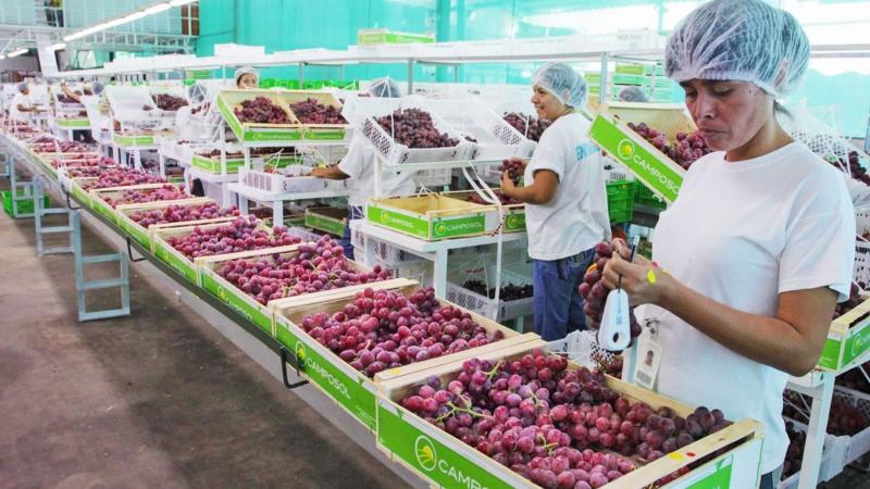 Agroexportaciones crecieron en 15 regiones en el primer semestre del año