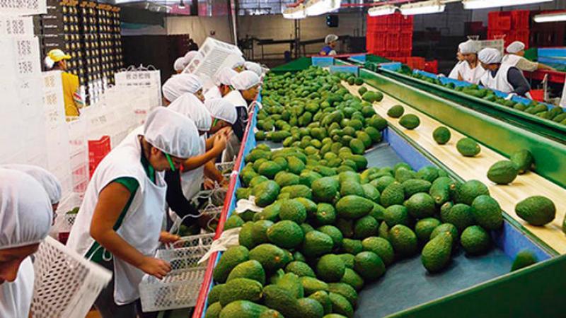 Agroexportaciones peruanas crecieron 0.8% en los primeros cinco meses del año